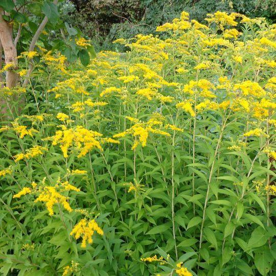 plante : solidago à replanter au jardin, Plein soleil, Été, Enlèvement, Graminées ornementales