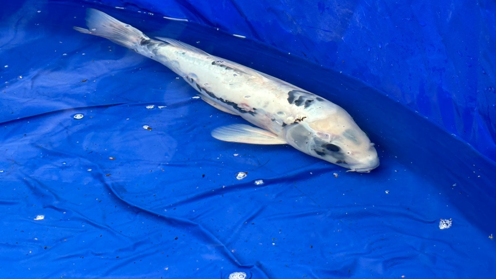 Ghost Koi ( prijs bespreekbaar)