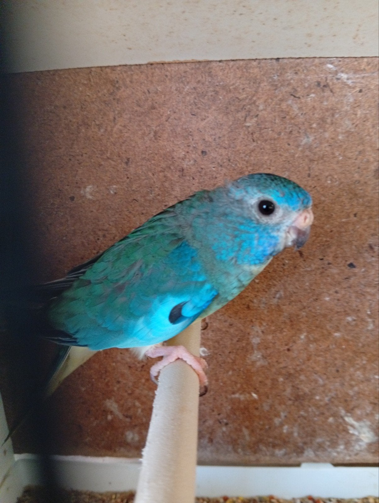 Splendid turquoise pop 24, Dieren en Toebehoren, Geringd