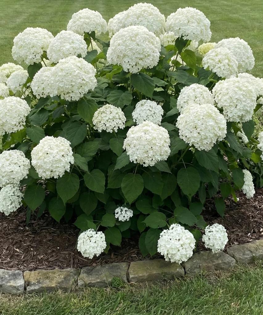 Hortensia, Ophalen, Hortensia