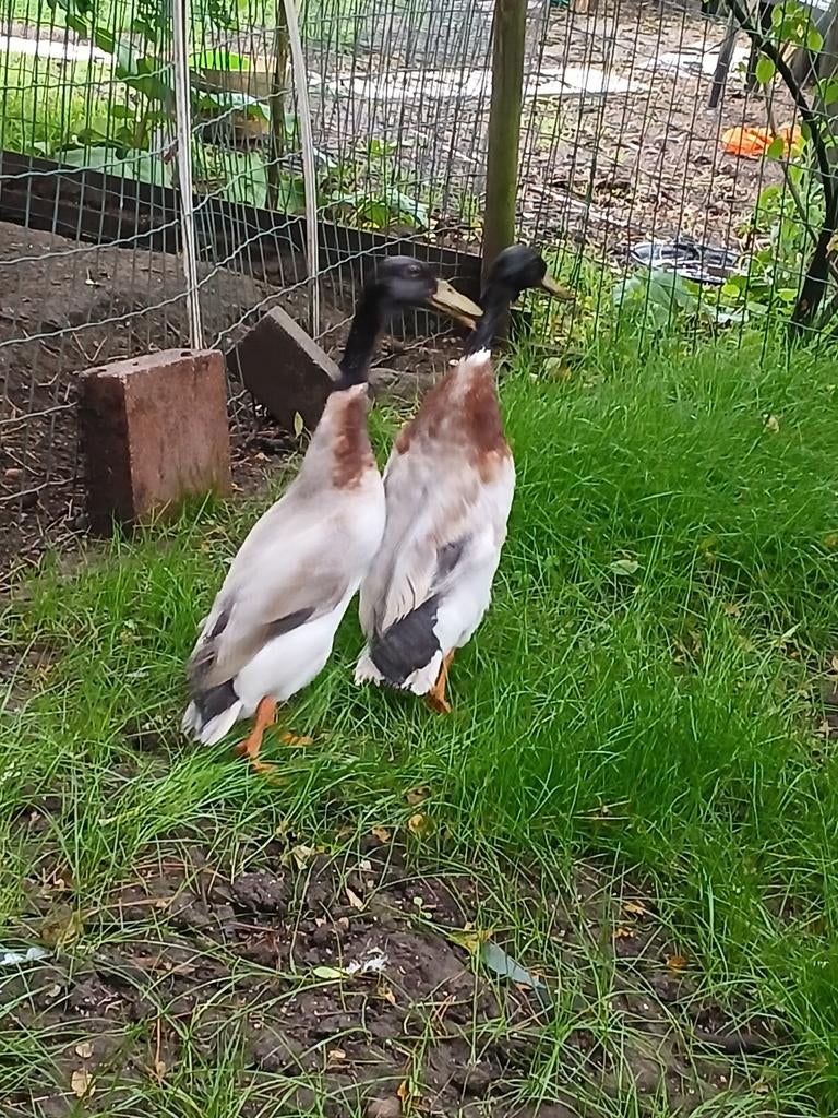 Mannetjes  loopeenden  15 euro per  stuk, Dieren en Toebehoren
