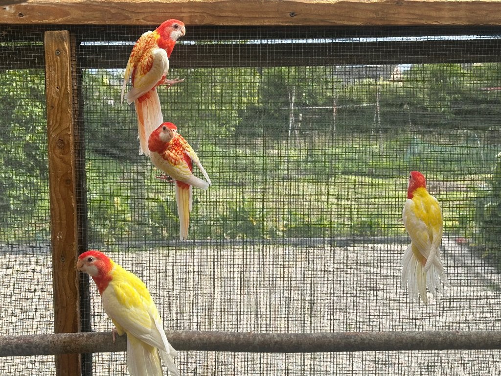 Rosella parkieten 2026, Dieren en Toebehoren, Meerdere dieren, Parkiet, Geringd