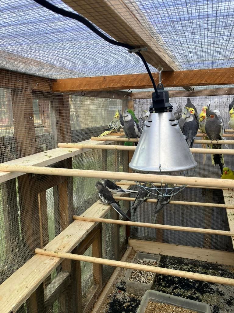 GEPARELDE-WITKOP-BONTE-WILDKLEUR--GEELWANG- VALKPARKIET, Dieren en Toebehoren, Vogels | Parkieten en Papegaaien, Parkiet, Meerdere dieren