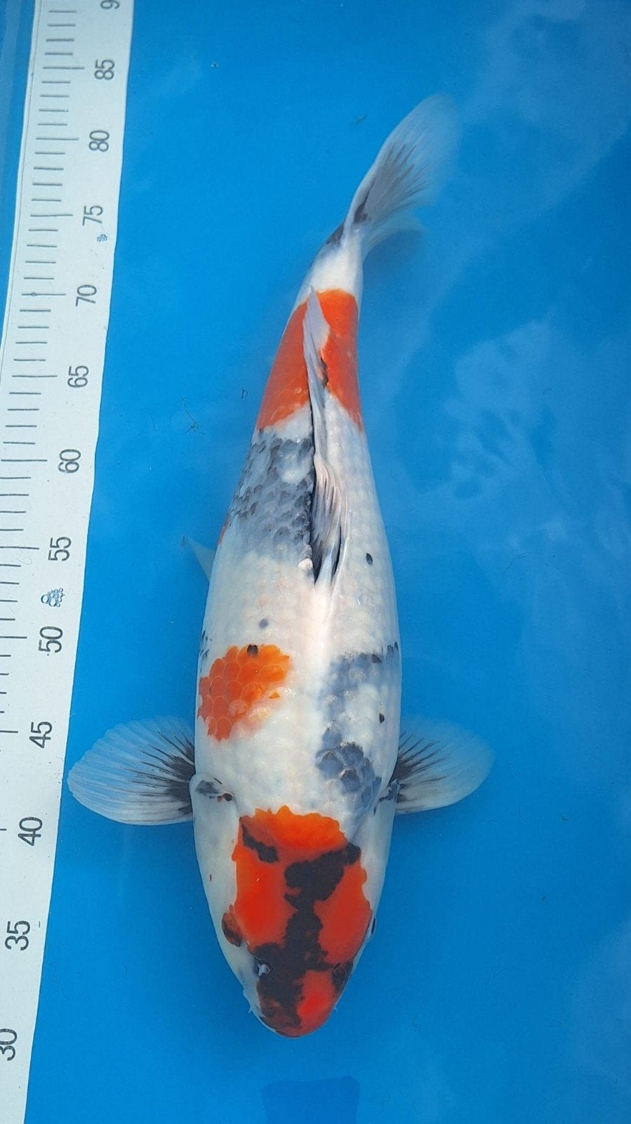 Showa Ogata 48 cm, Dieren en Toebehoren