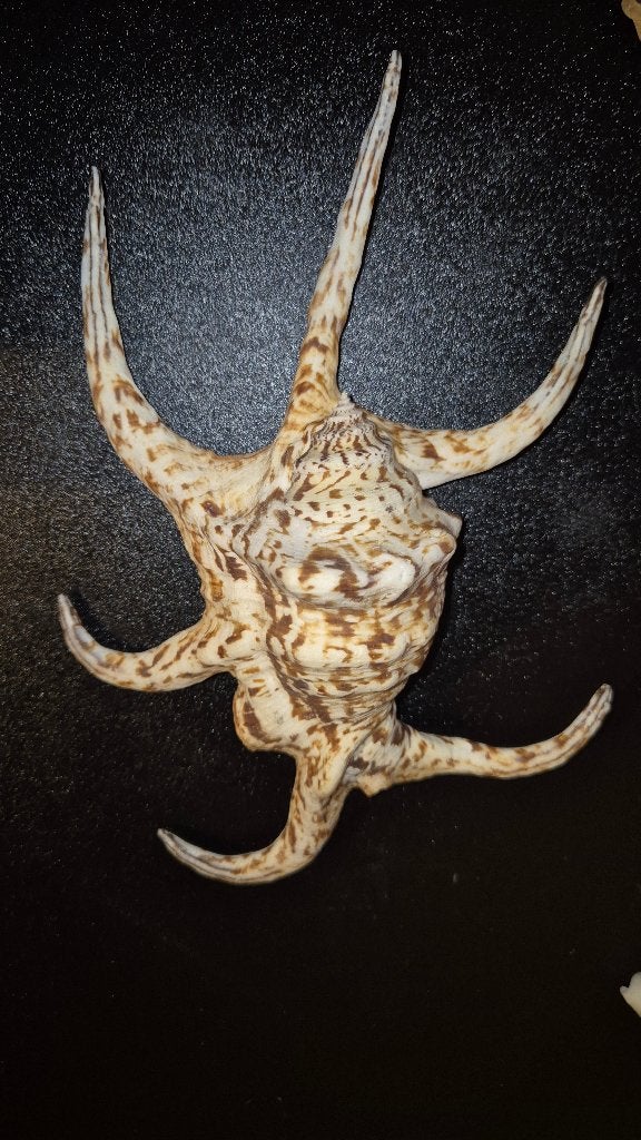 Harpago chiragra 235mm Philipijnen " schelp ", Verzamelen, Dierenverzamelingen, Ophalen of Verzenden, Zo goed als nieuw, Overige soorten