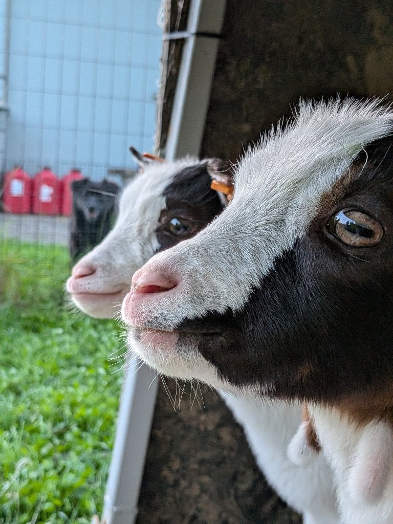 Twee miekes