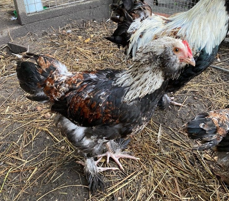Faverolles haantjes, Dieren en Toebehoren, Mannelijk, Kip