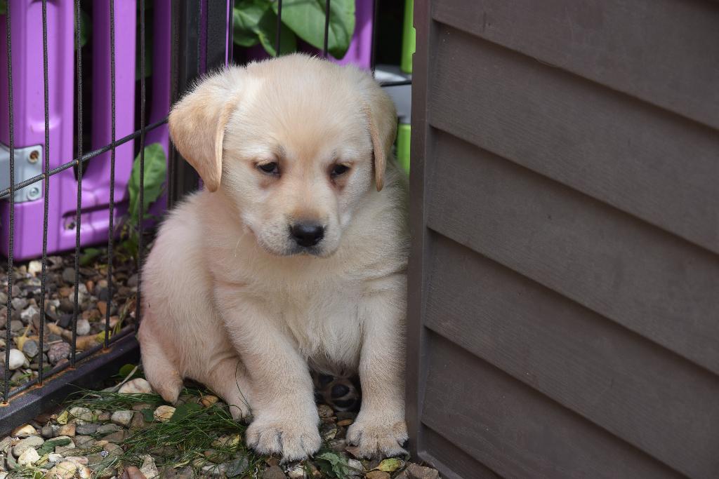 Labrador pups, crèmekleurig, Animaux & Accessoires, Labrador retriever, Plusieurs, Hépatite contagieuse (maladie de Rubarth), Belgique