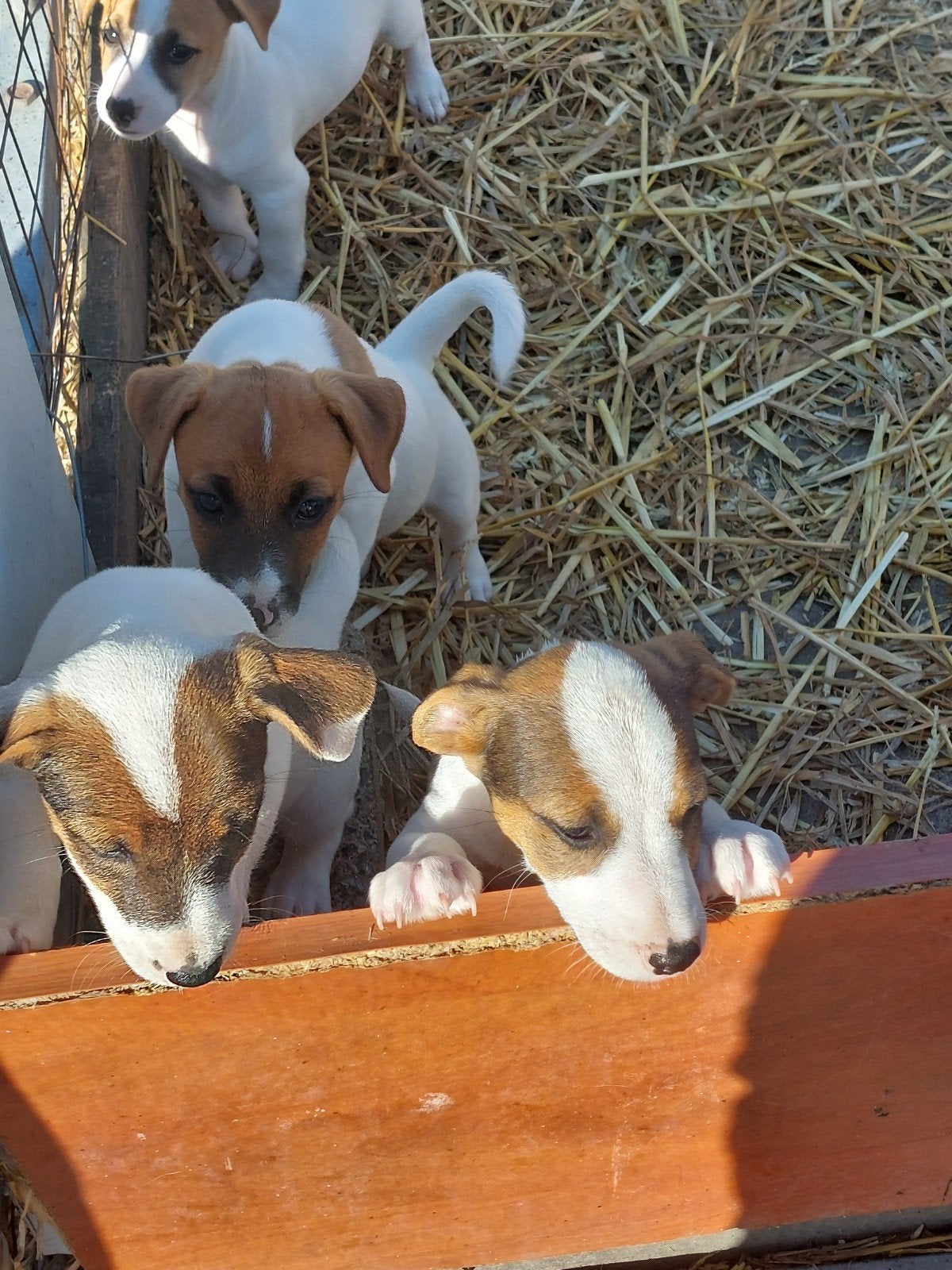 Jack russell pups, Particulier, Maladie de Carré (chiens), 8 à 15 semaines, Plusieurs