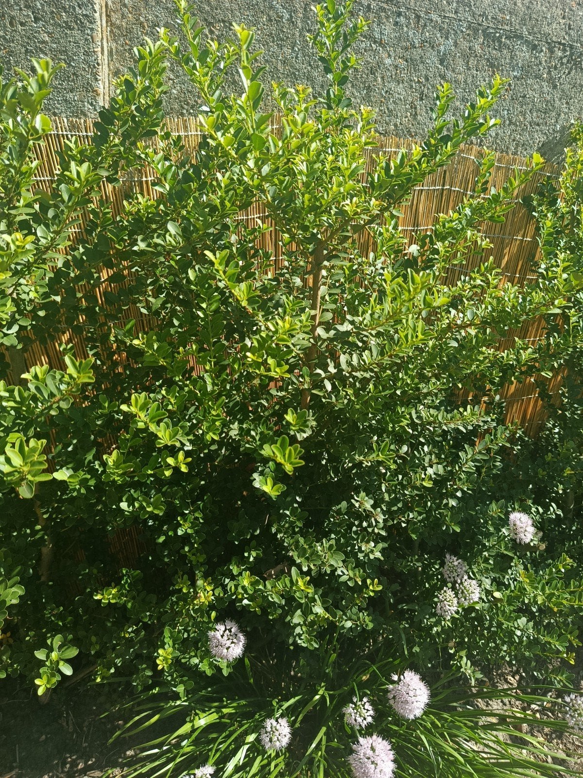 Ilex crenata haag 15 stuks ( buxus alternatief), Tuin en Terras, Ophalen, Buxus, Haag