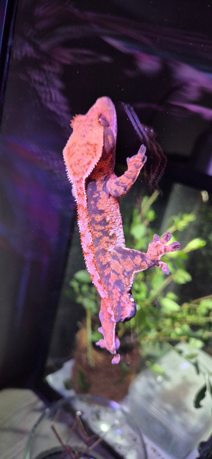 Gecko mâle sans queue, Dieren en Toebehoren, Reptielen en Amfibieën, Hagedis, Tam, 0 tot 2 jaar