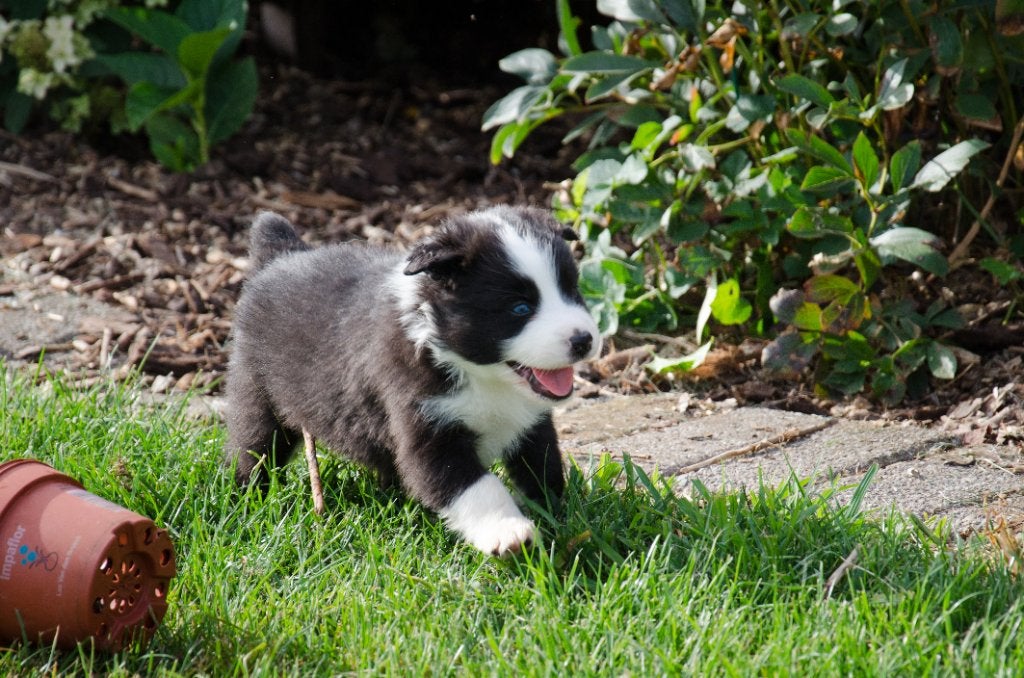 Border collie pups geboren op boerderij, Particulier, Maladie de Carré (chiens), 8 à 15 semaines, Colley