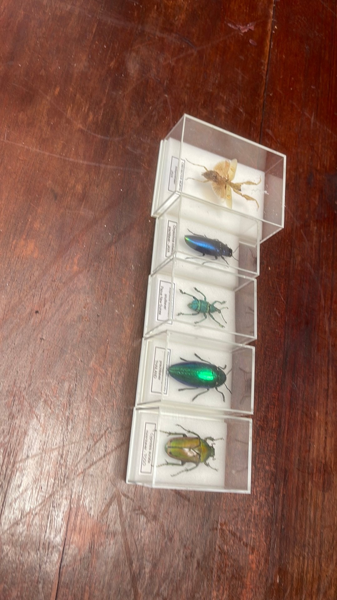 Kevers beesjes opgezet gespeld, Verzamelen, Dierenverzamelingen, Ophalen, Zo goed als nieuw
