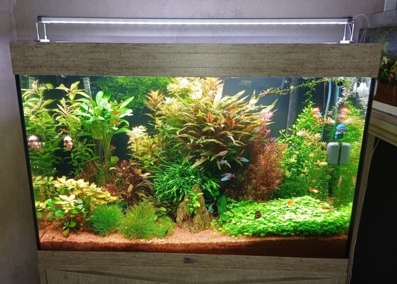 Aquatlantis aquarium met inhoud, Enlèvement, Comme neuf, Éclairage ou Chauffage, Aquatlantis