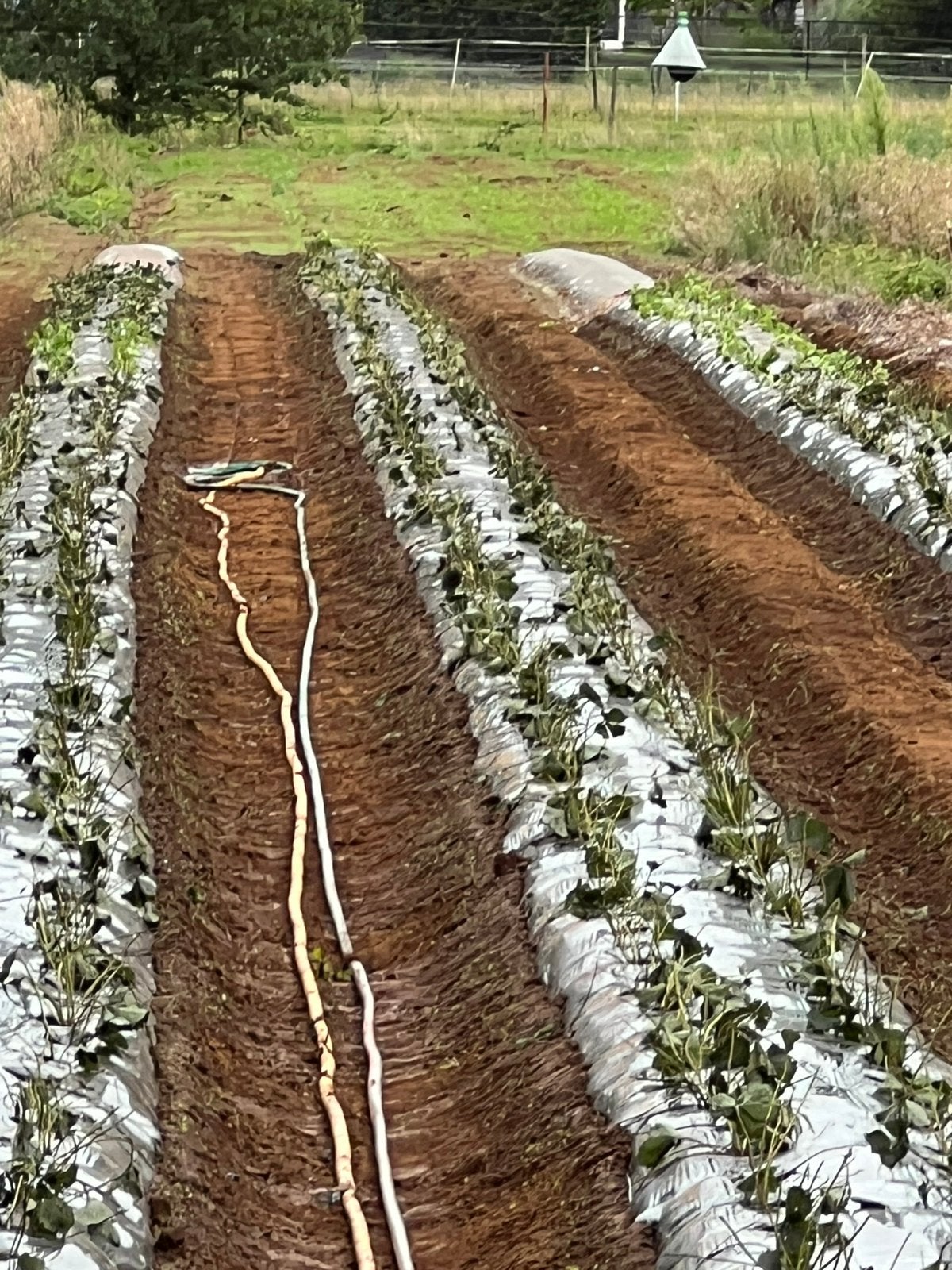 professionele verse aardbeiplanten blote wortel augustus, Overige soorten, Lente, Minder dan 100 cm, Ophalen
