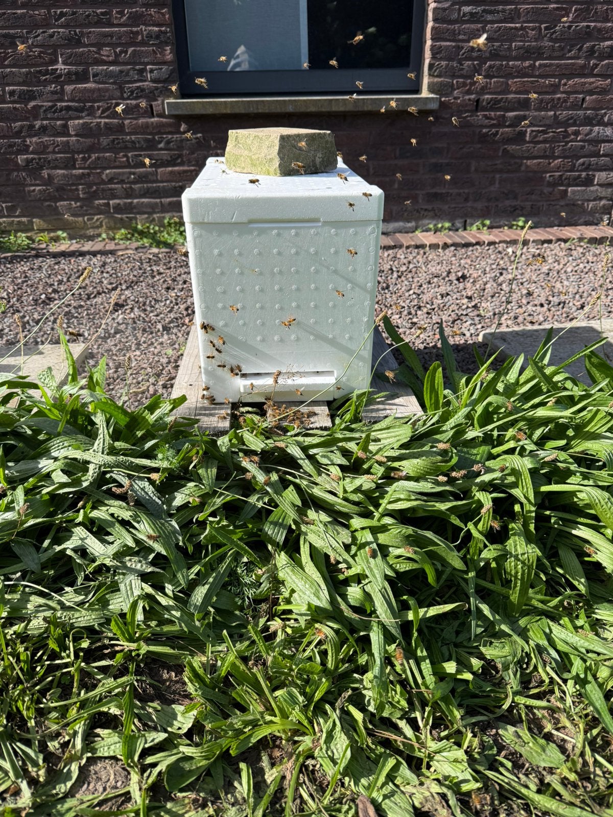 Colonie d'abeilles de petit-déjeuner, Abeilles