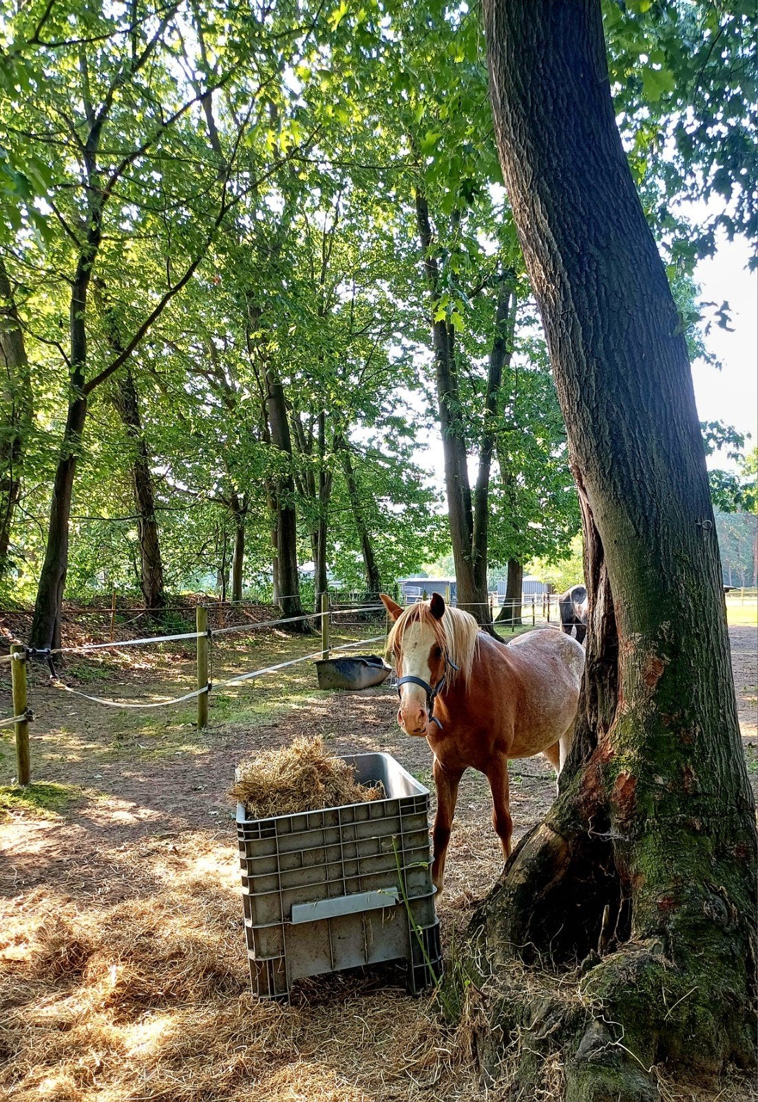 Welsh ruin, Vos roan kleur!, Met stamboom, Ruin, 0 tot 2 jaar, B pony (1.17m tot 1.27m)