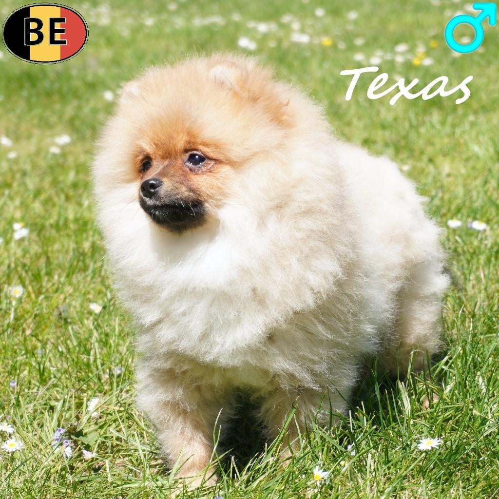 Texas & Jane, jolis Spitz à vendre (belges), 15 semaines à 1 an, Commerçant, Autres races, Plusieurs
