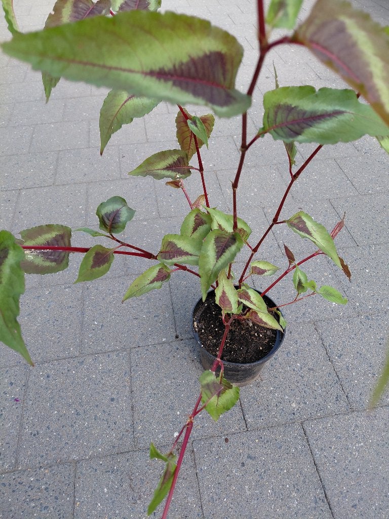 Persicaria Red Dragon, Tuin en Terras, Ophalen, Halfschaduw