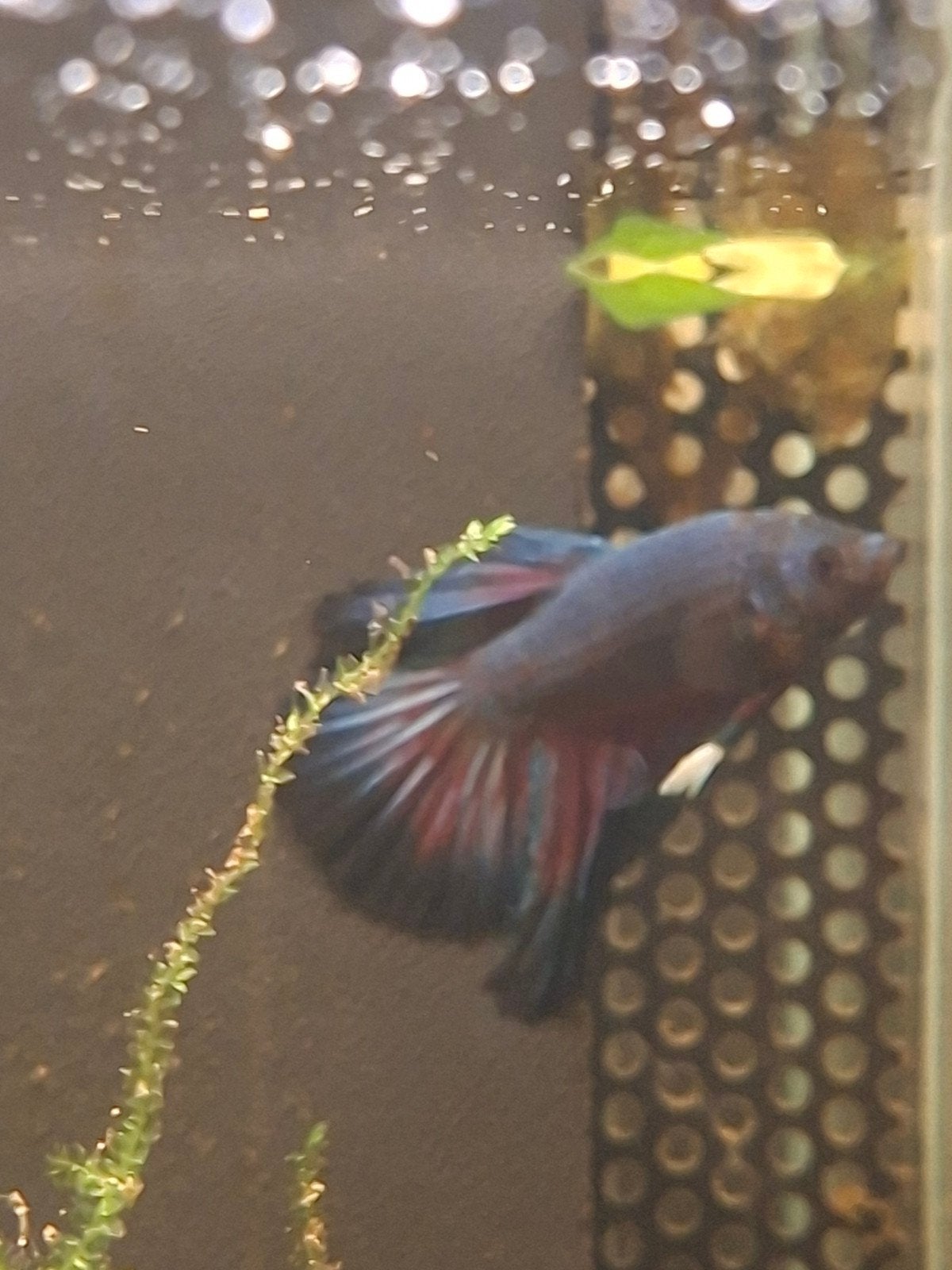 betta man, Vis, Zoetwatervis