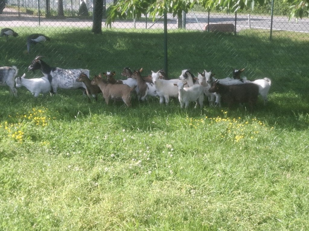 Dwerggeitjes . Geitjes, Animaux & Accessoires, Plusieurs animaux, Chèvre, 0 à 2 ans