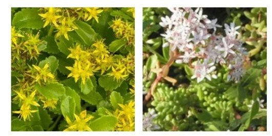 assortiment 72 Sedums bodembedekkers P9, Tuin en Terras, Ophalen, Bodembedekkers, Volle zon, Vaste plant