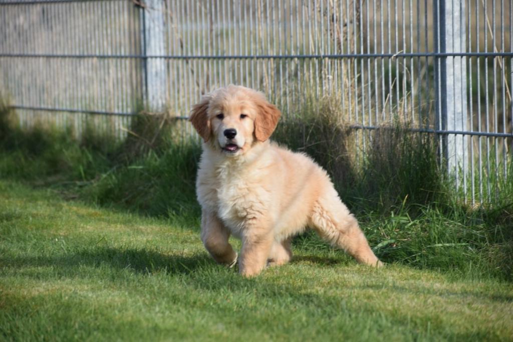 Golden retriever pups, Dieren en Toebehoren, Honden | Retrievers, Spaniëls en Waterhonden, Meerdere dieren, Golden retriever, Fokker | Professioneel
