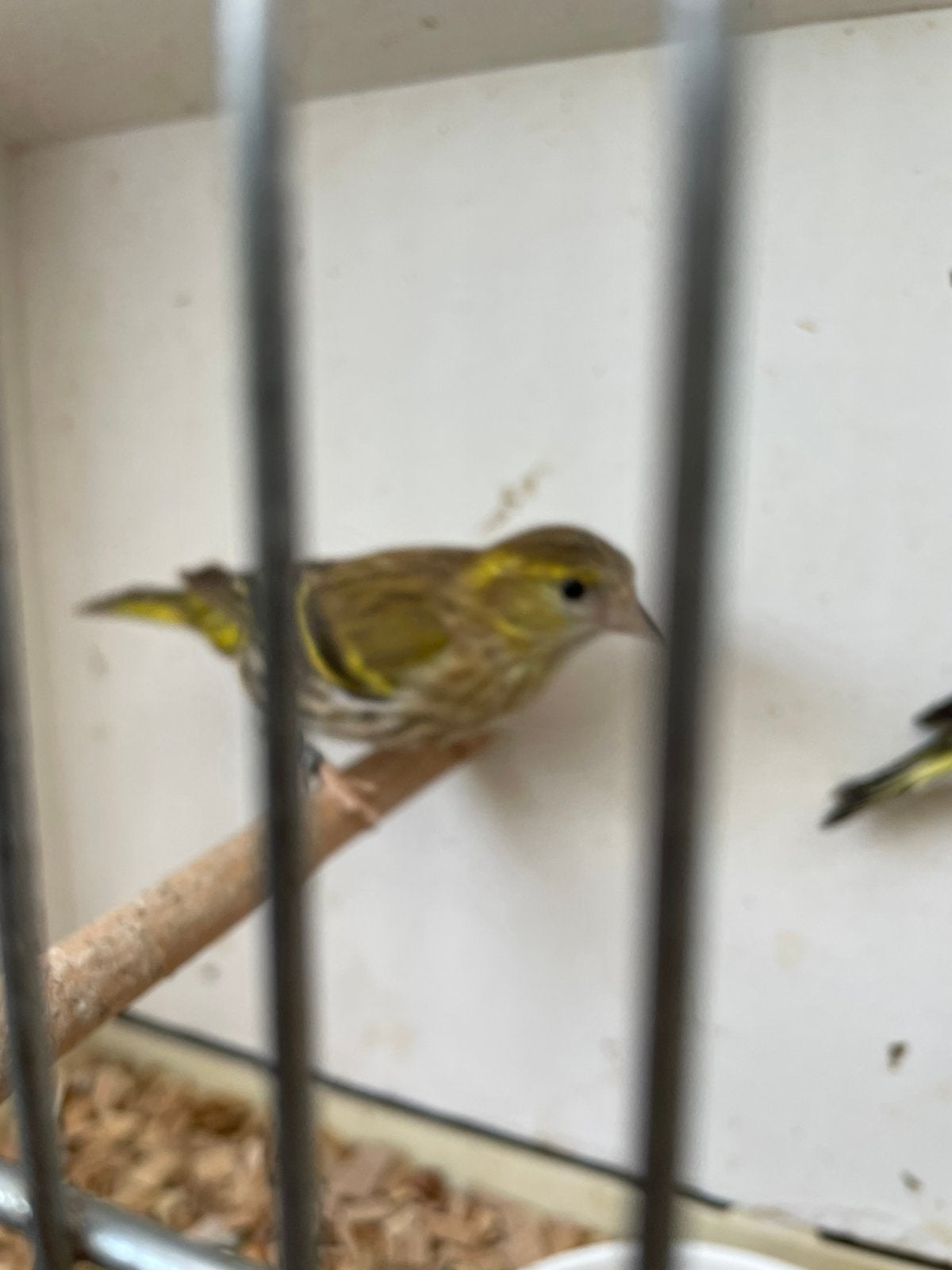 Te koop mooi koppel sijsjes van2025 met ring zijn heel mooi, Animaux & Accessoires, Oiseaux | Canaris, Plusieurs animaux