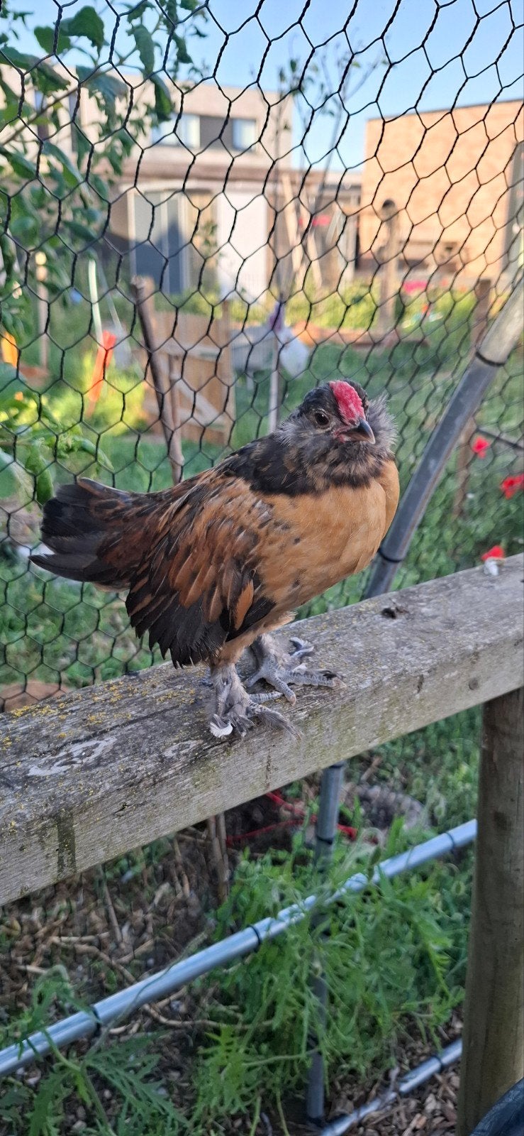Baardkriel haantje, Dieren en Toebehoren, Pluimvee