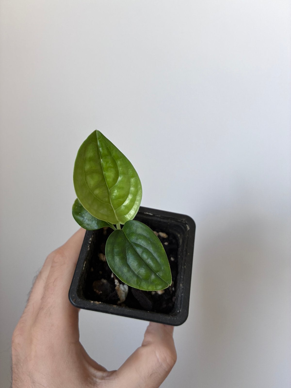 Monstera karstenianum peru, Ophalen