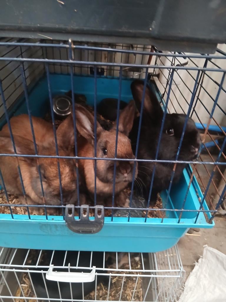 Konijnen 10 euro stuk, Dieren en Toebehoren, Ophalen