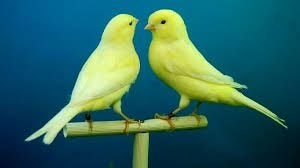kanaries 2026, Dieren en Toebehoren, Vogels | Kanaries, Geslacht onbekend, Bastaard