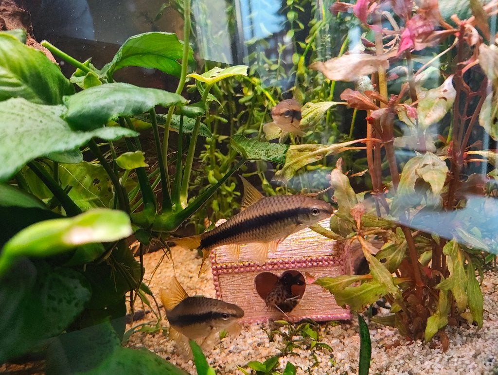 3 siamese algeneters, Vis, Zoetwatervis