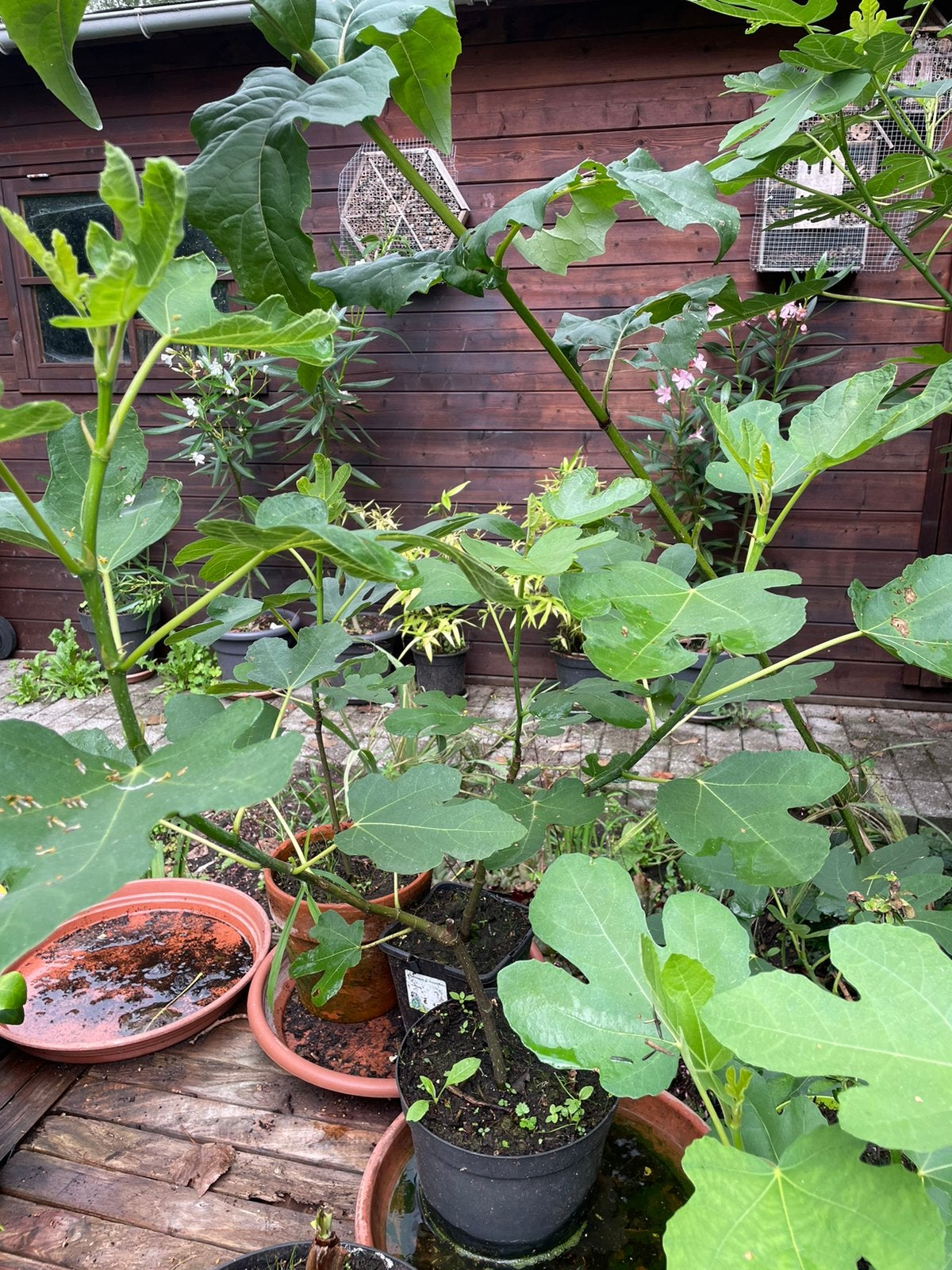 Mooie vijgenboompjes winterhard, Tuin en Terras, Ophalen