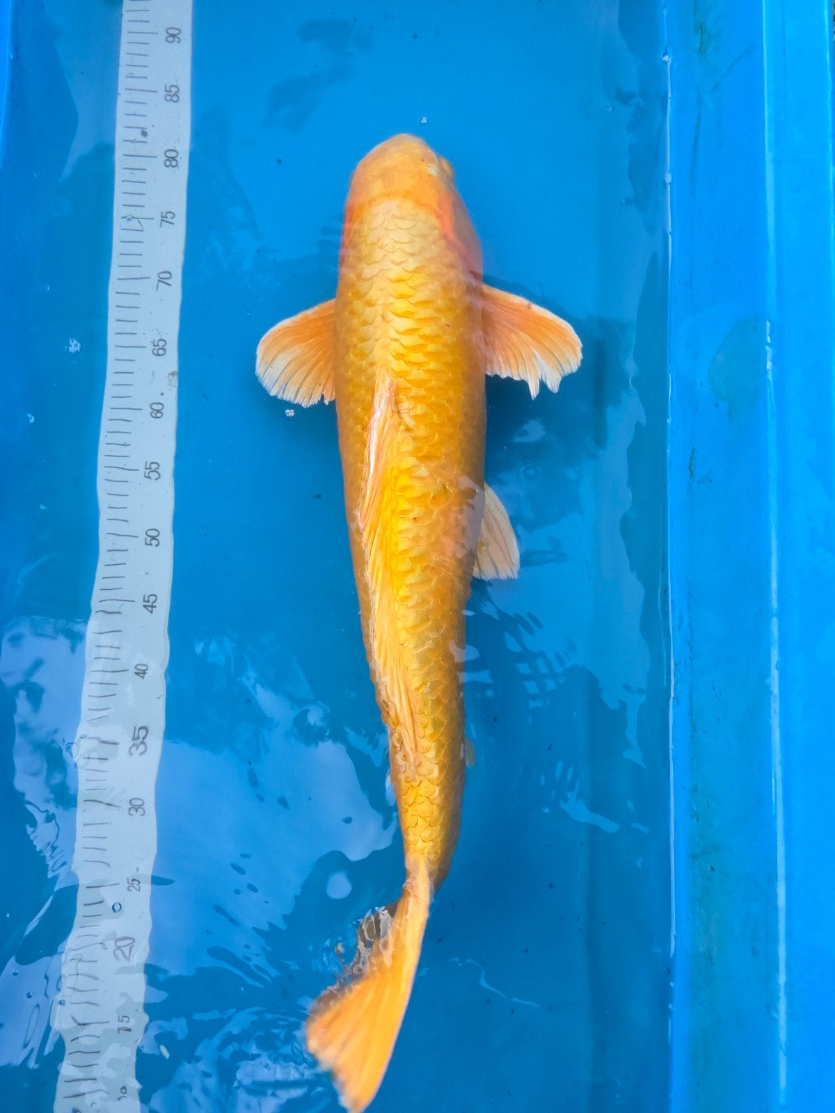 Très beau Yamabuki 70cm, Animaux & Accessoires