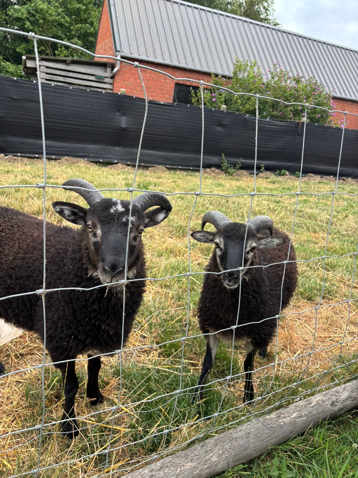Schapen, Dieren en Toebehoren, Mannelijk, Schaap, 0 tot 2 jaar