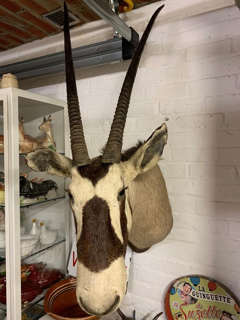 opgezette oryx, Enlèvement ou Envoi