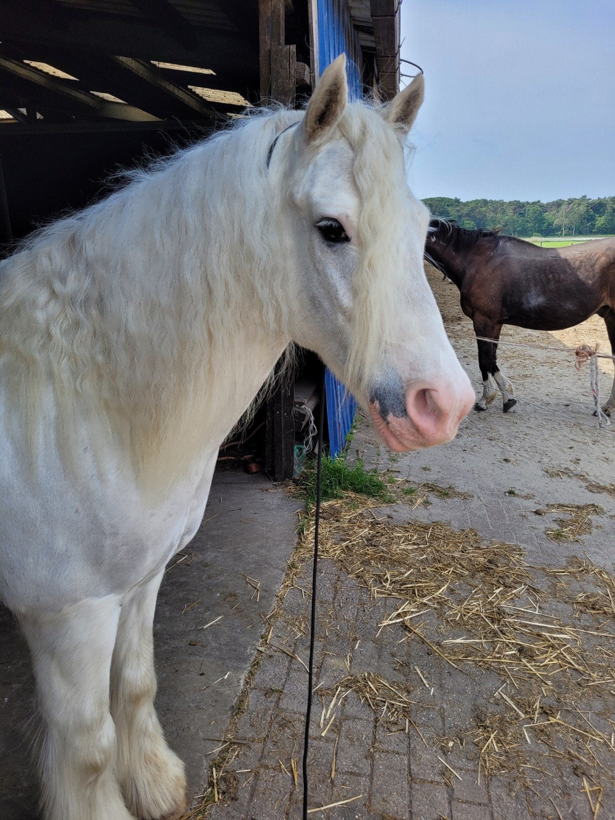 De ultieme gezinspony – een vriend voor het leven, Hongre, M