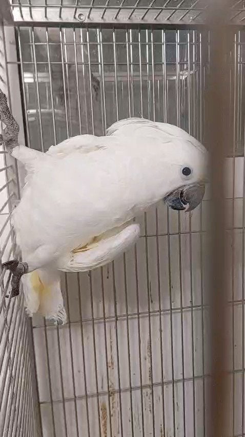 Cacatoès alba, Animaux & Accessoires, Femelle, Perroquet, Parleur