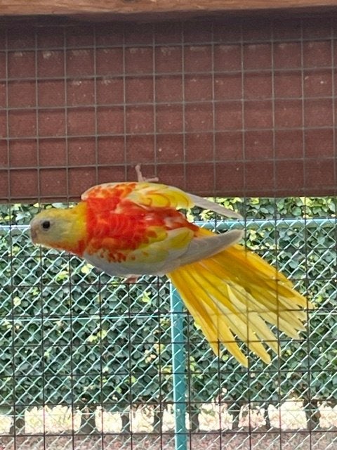 Splendid - Turquoisine, Dieren en Toebehoren, Meerdere dieren, Parkiet, Geringd