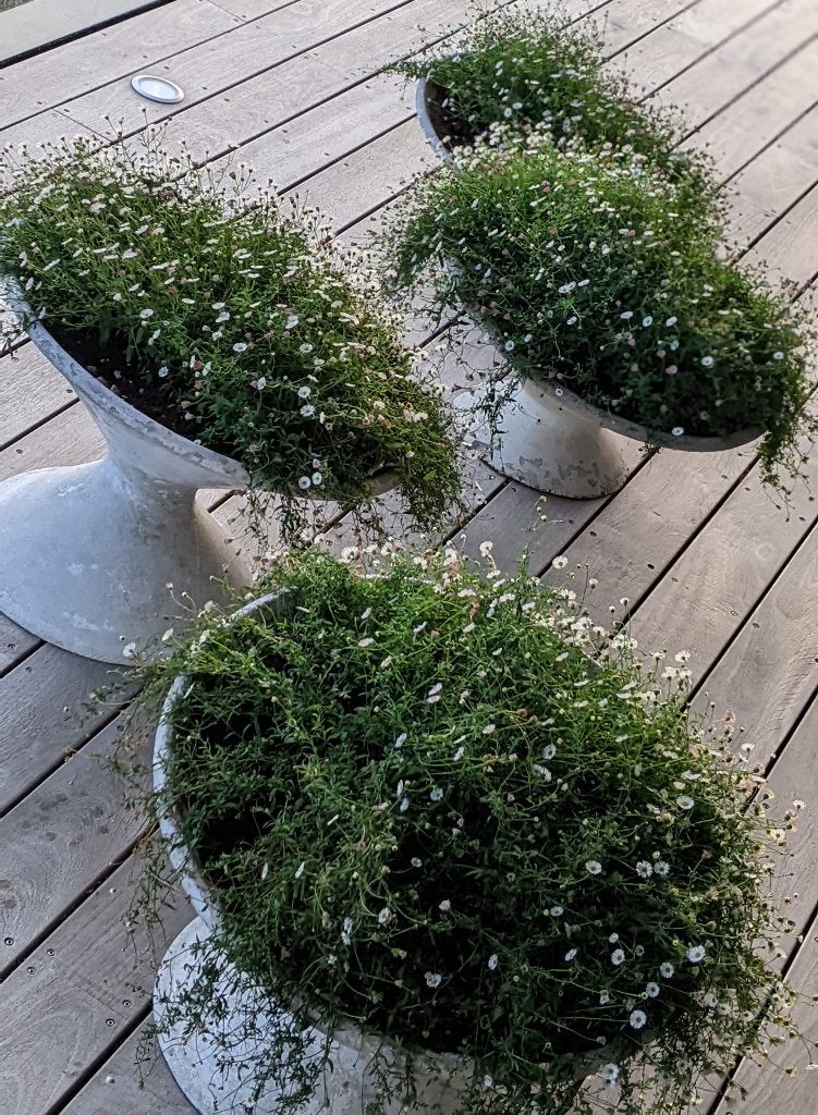 Diabolo Plantenbak, Willy Guhl, Ophalen, Gebruikt, Rond, Balkon