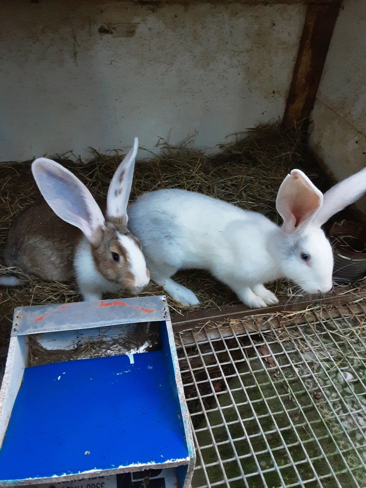 Duitse reuzen, Dieren en Toebehoren, Konijnen