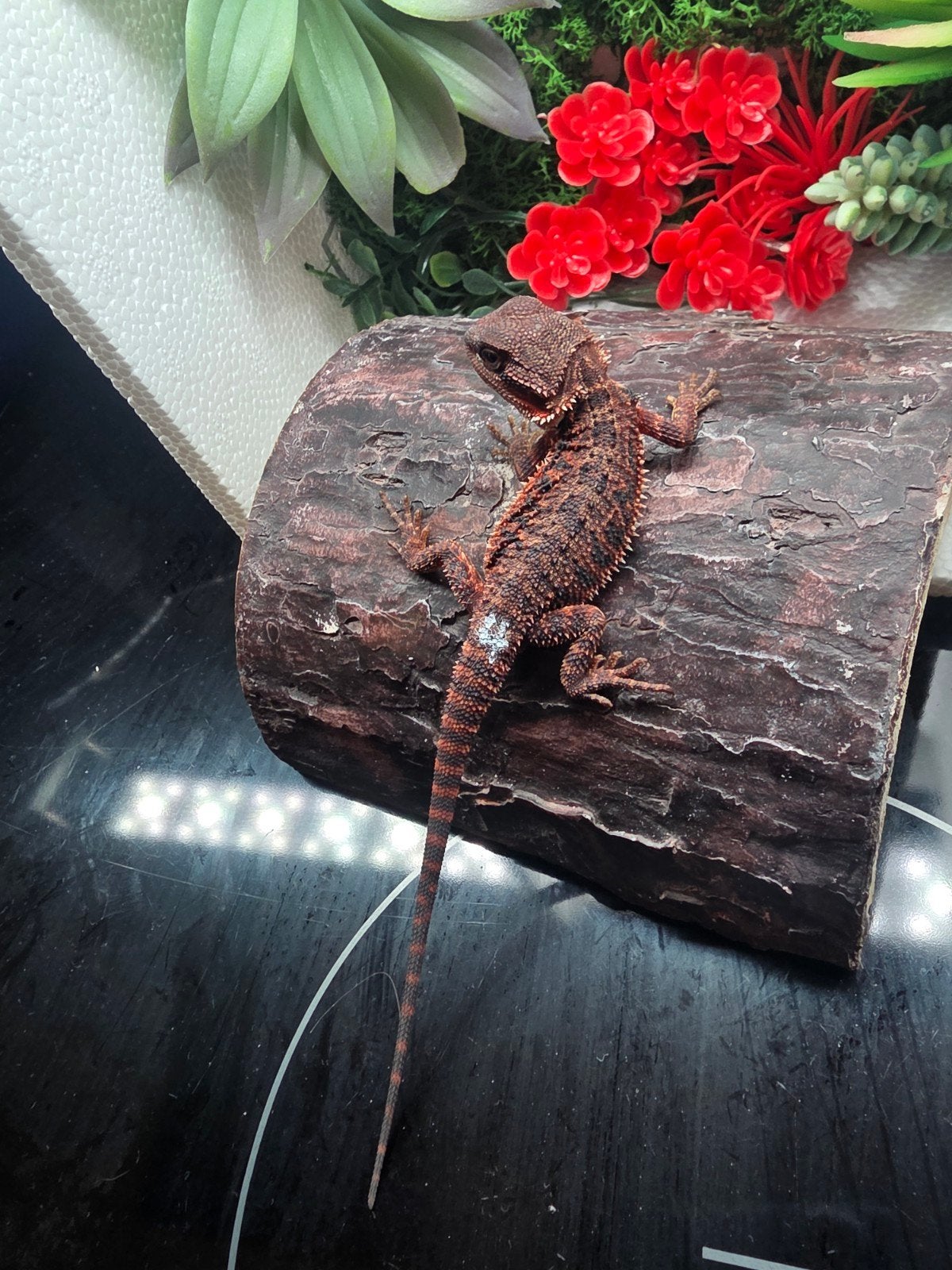 Un monstre rouge 100% spécial, la femme hypo
 Monstre rouge,, Animaux & Accessoires