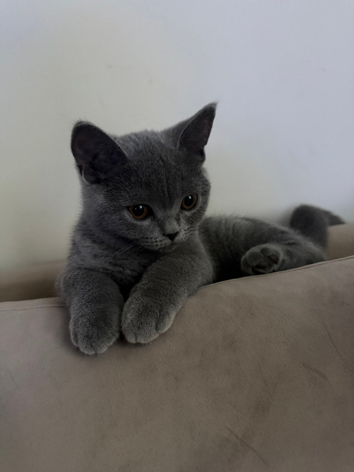 British short hair gold & grey, Chatte ou Chat, Avec pedigree, 0 à 2 ans
