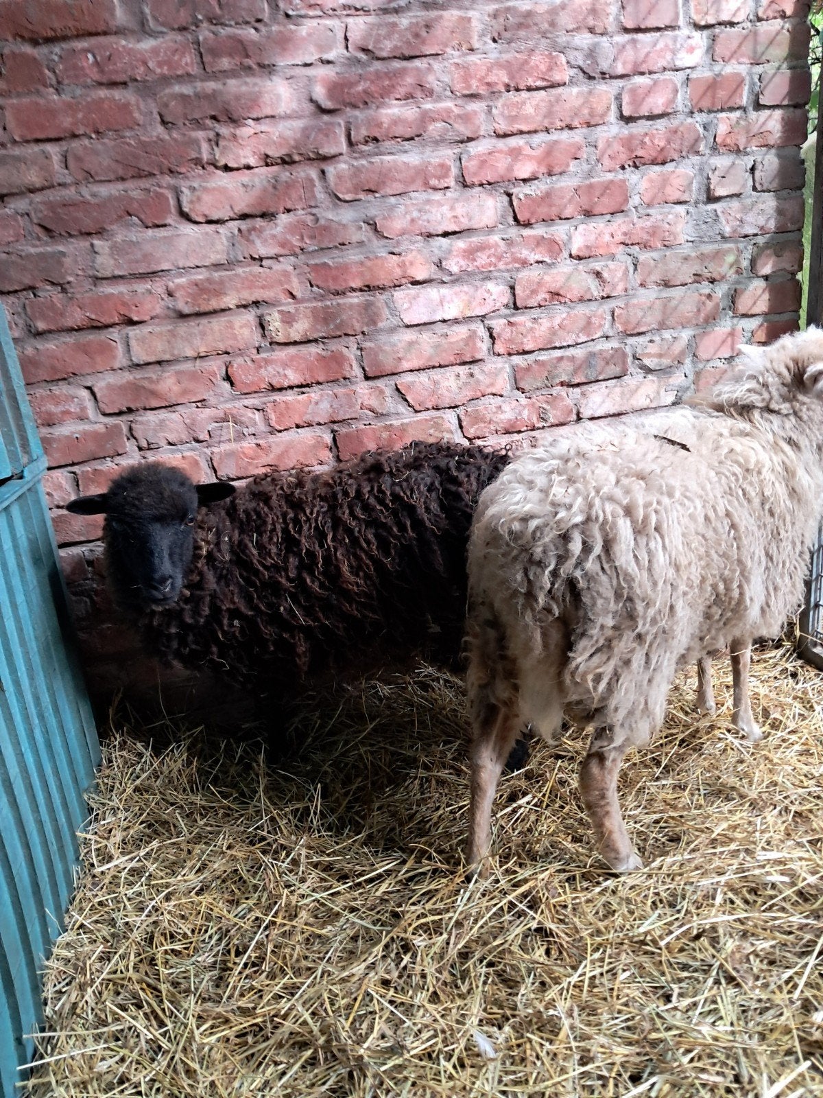 ouessant schaapjes