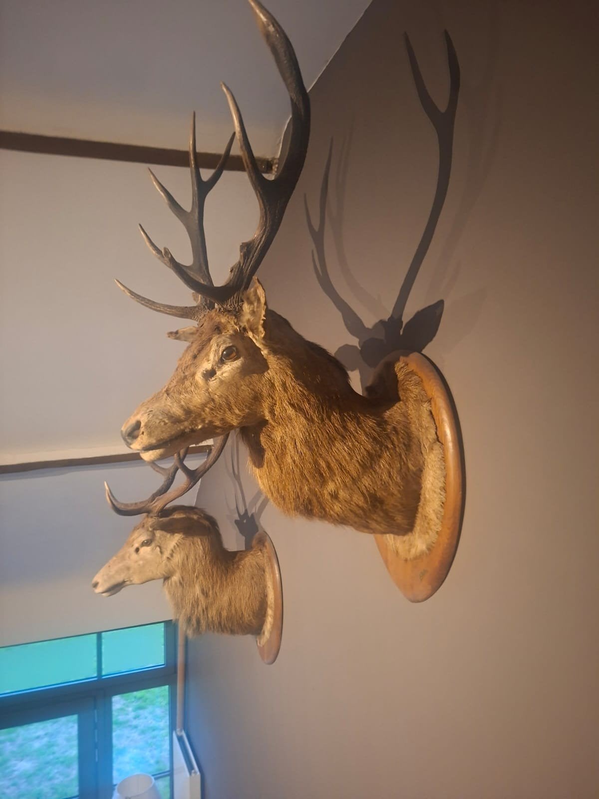 tête de cerf, Collections, Collections Animaux, Enlèvement, Comme neuf, Cerf, Bois ou Tête