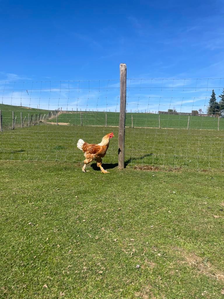Super lieve haan, Mâle, Poule ou poulet