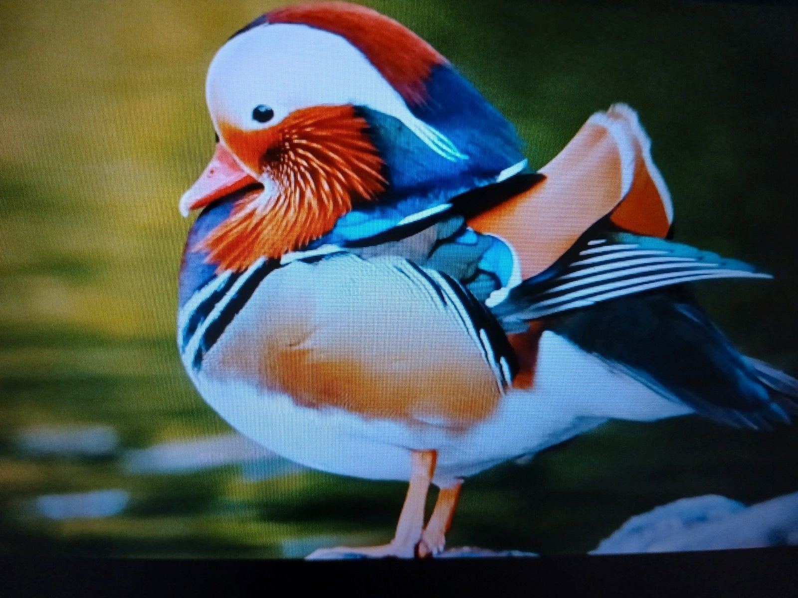 Verschillende soorten siereenden, Animaux & Accessoires, Canard