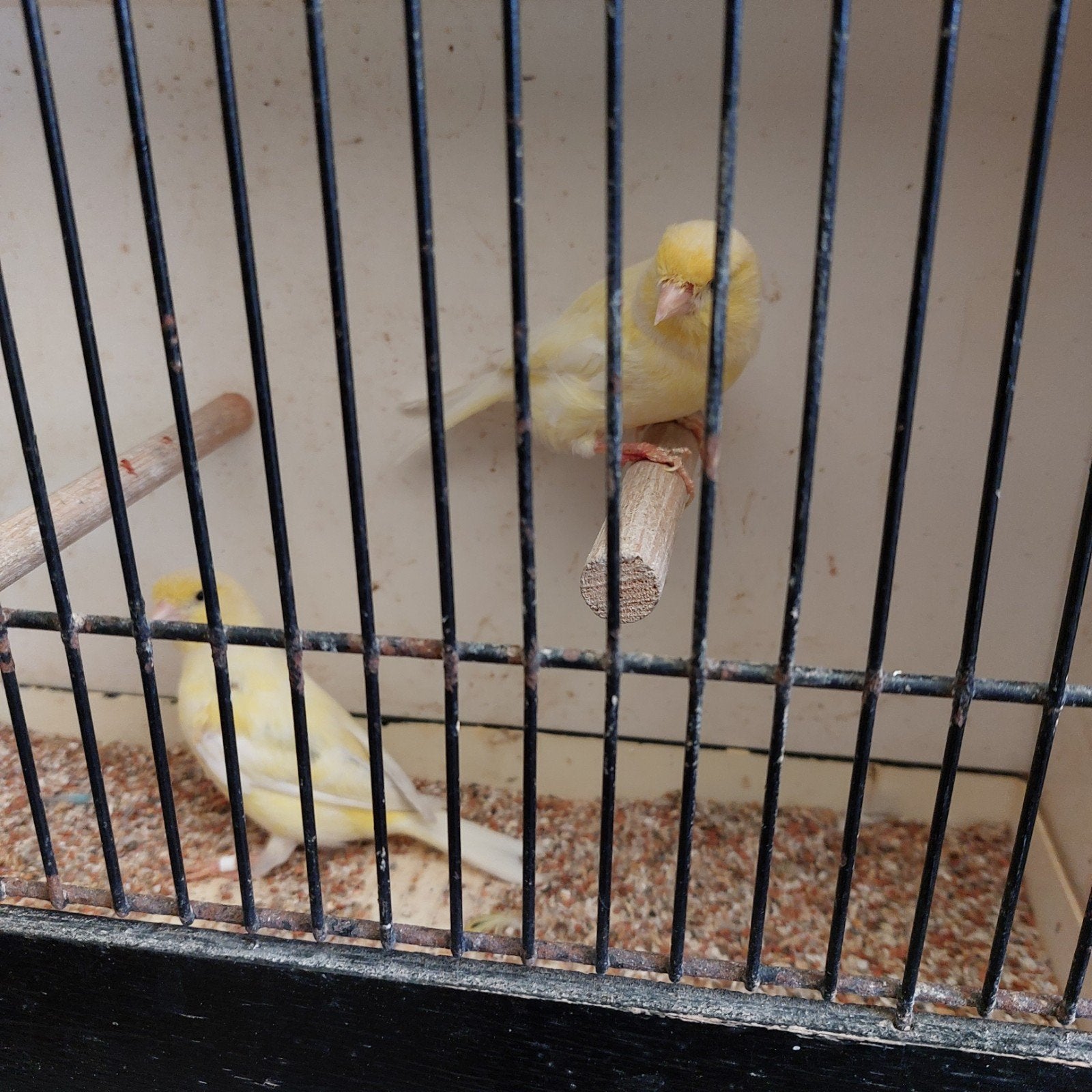 kanarie poppen, Dieren en Toebehoren