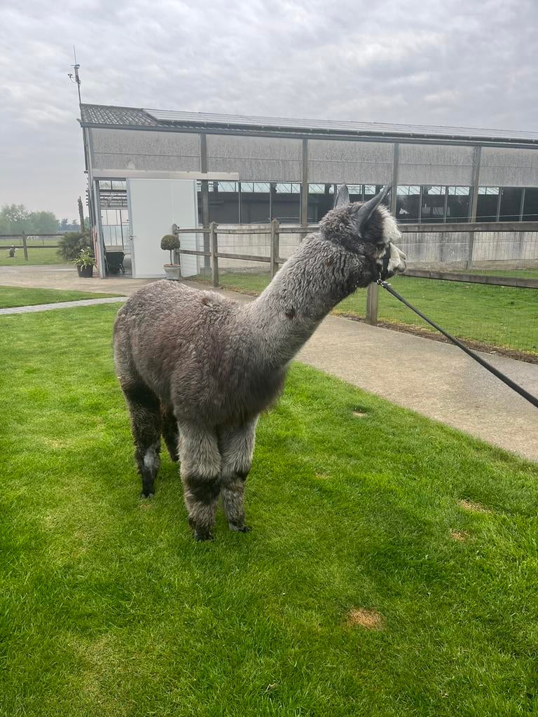 Alpaca hengsten, Mai, Plusieurs animaux